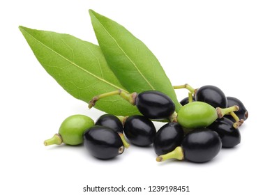 Daphne fruit Images, Stock Photos & Vectors | Shutterstock