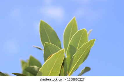 Laurel Leaves (Sweet Bay) And Blue Sky