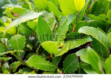Laurel plant growing in a garden. Closeup of fresh organic laurel leaves, macro shot.