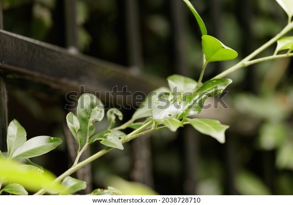 Laurel shrub or bay tree, laurus nobilis.\
Detail of a growing shrub dividing suburban homes with black fence\
in the background