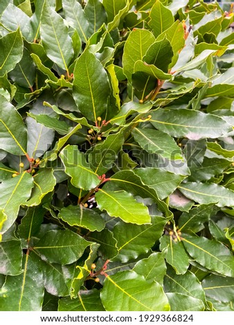 laurel tree bush - fresh foliage