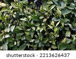 Laurus nobilis is an aromatic evergreen tree or large shrub with green, glabrous (smooth) leaves. It is in the flowering plant family Lauraceae. sunny day