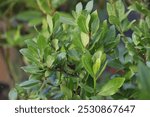 Laurus nobilis. Laurel tree with bay leaves.