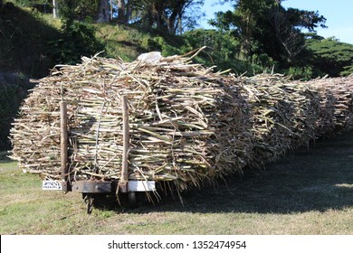 Lautoka, Fiji - June 20 2015: A Train Loaded With Freshly Harvested Sugarcane Ready To Transport To Sugar Factory In Lautoka, Fiji.