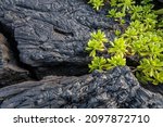 Lava background on Paradise Cliffs, Hilo, Big Island, Hawaii. The smooth, undulating surface of frozen pahoehoe lava