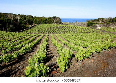 lava fields and vineyards in Pico island, Azores