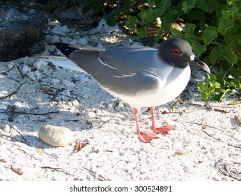 Lava Gull