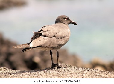 Lava Gull Galapagos