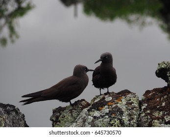 Lava Gull, Galapagos