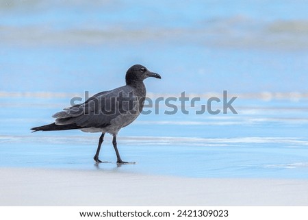 Lava gull (Larus fuliginosus) on the seashore in The Galapagos white sands. Gaviota de lava o fuliginosa.