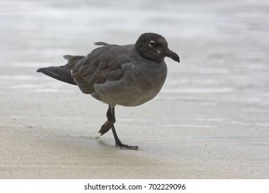 Lava Gull (Leucophaeus Fuliginosus)