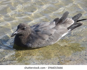 Lava Gull At Rest - Galapagos