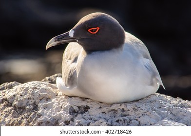 Lava Gull At Rest On A Rock