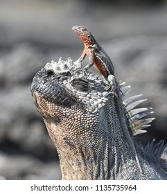 Lava Lizard And Marine Iguana May Have A Symbiotic Relationship