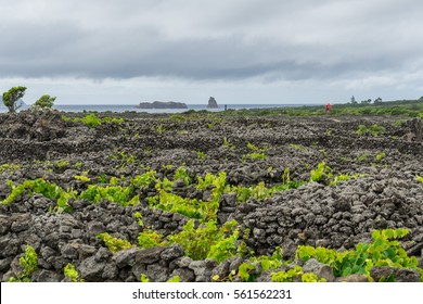 Lava walls, vineyard and red windmill in Pico Island, UNESCO World Heritage Site, Azores, Portugal
