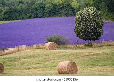 Lavander Field,Provance France