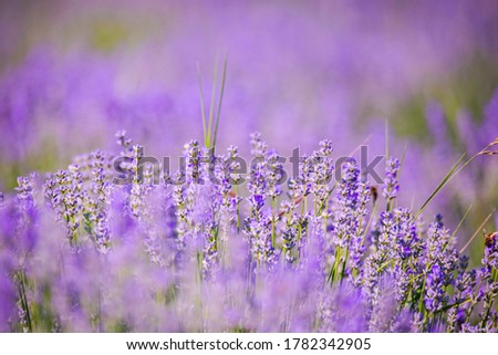 Similar – Image, Stock Photo Purple Lavender Field In Summer