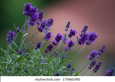 Lavandula Angustifolia - Beautiful Purple Plant In Full Bloom.True Lavender Exudes An Aromatic Scent And Has A Typical Mediterranean Appearance With Upright Branches, Which Are Slightly Ramified.