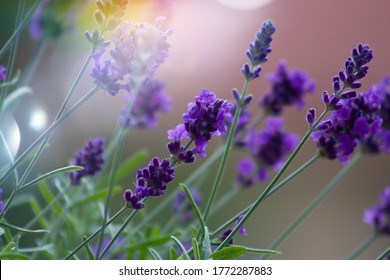 Lavandula Angustifolia - Beautiful Purple Plant In Full Bloom.True Lavender Exudes An Aromatic Scent And Has A Typical Mediterranean Appearance With Upright Branches, Which Are Slightly Ramified.