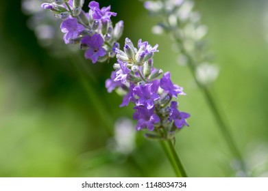 Lavandula angustifolia bunch of flowers in bloom, purple scented flowering plant - Shutterstock ID 1148034734