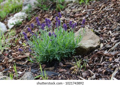 Lavandula Angustifolia In The Garden.