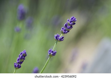 Lavandula Angustifolia, Imperial Gem