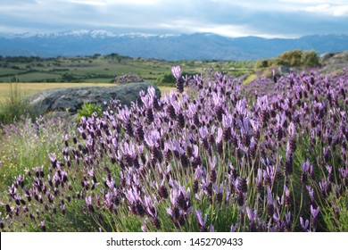 Lavandula Pedunculata French Lavender Butterfly Lavender Stock Photo ...