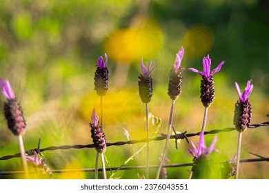 Lavandula pedunculata, Lavandula luisieri, spanish, french butterfly Lavender, Lavandula stoechas, Butterfly lavender, with a natural background and a metal fence of thorns. - Powered by Shutterstock