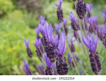  Lavandula Stoechas