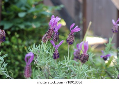 Lavandula Stoechas