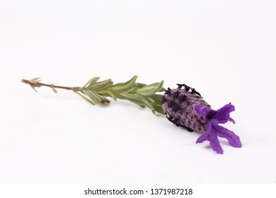 Lavandula Stoechas Flower