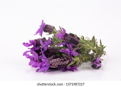 Lavandula Stoechas Flower