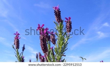 crested lavender Lavender