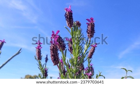 Similar – crested lavender Lavender