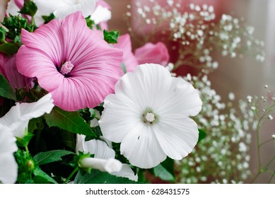 Lavatera 