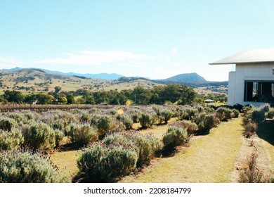 Lavendar Farm In South East Queensland