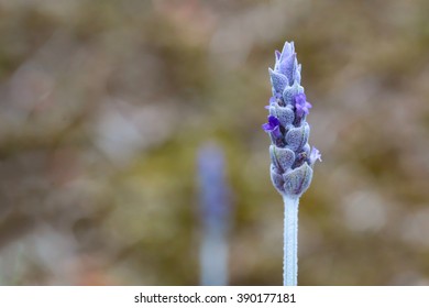 Lavender