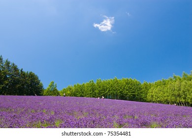 北海道 ラベンダー の画像 写真素材 ベクター画像 Shutterstock