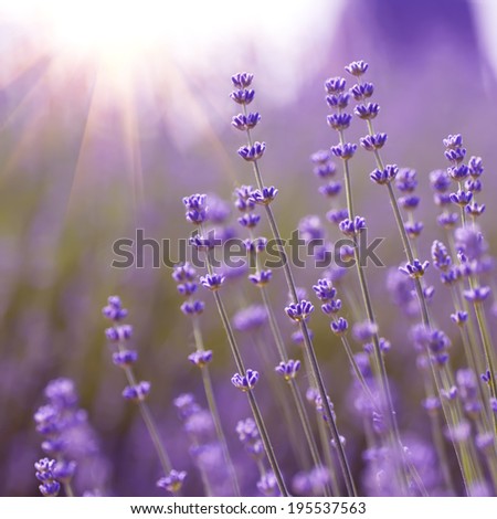 Similar – #A# Lavender Sun