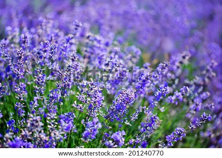 Similar – Lavender field in bloom