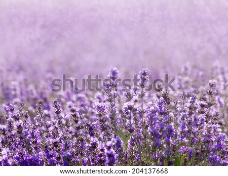 Similar – Image, Stock Photo Purple Lavender Field In Summer