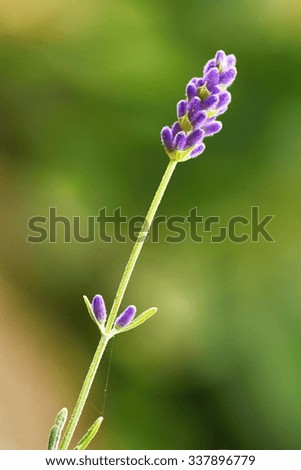 Similar – Medicinal plant Lavender