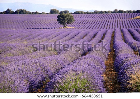 Similar – #A# Purple Farm Art