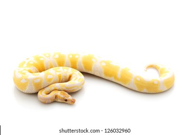 Ball Python Bilder Stockfotos Und Vektorgrafiken Shutterstock