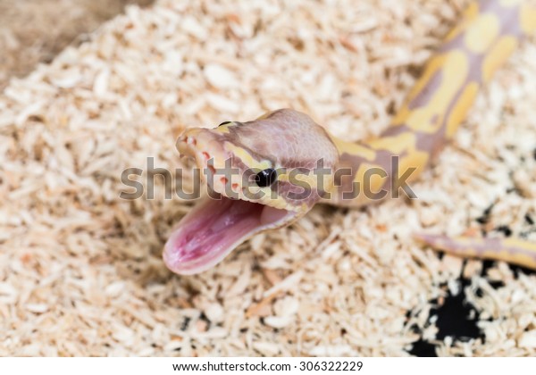 Get Lavender Albino Ball Python Python Regius Stock Photo Edit Now For iPhone Wallpaper Lavender Albino Ball Python Python Regius Stock Photo Edit Now Free HD