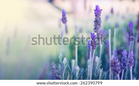 Lavender background 2