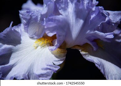 Lavender Bearded Iris With Perianth, Pollen And Stamens Closeup
