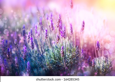 Lavender. Beautiful Lavender Flower Field. Growing And Blooming Lavender Outdoors