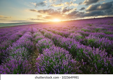 Lavender Beautiful Meadow Agricultural Farm Spring Stock Photo ...