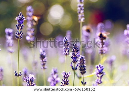 lavender and a bee